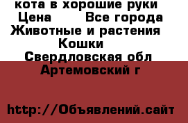 кота в хорошие руки › Цена ­ 0 - Все города Животные и растения » Кошки   . Свердловская обл.,Артемовский г.